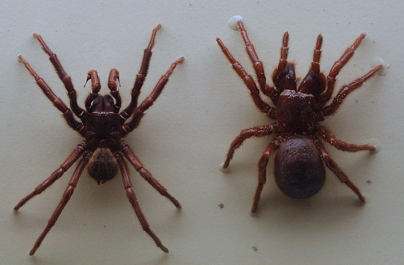 File:AustralianMuseum spider specimen 15.JPG