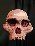 Thumbnail for Australopithecus africanus