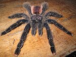 Avicularia juruensis.jpg