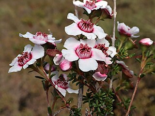 <i>Babingtonia grandiflora</i> Species of flowering plant