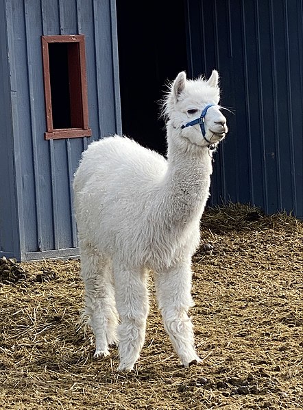 File:Baby Alpaca on the Farm.jpg