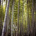Bamboo (24145729).jpeg