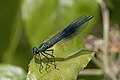 * Nomination Banded demoiselle (Calopteryx splendens) male --Charlesjsharp 15:20, 5 June 2023 (UTC) * Promotion  Support Good quality. --Radomianin 15:32, 5 June 2023 (UTC)