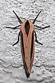 * Nomination Baphomet moth (Creatonotos gangis-interrupta complex) --Charlesjsharp 08:39, 7 May 2022 (UTC) * Promotion  Support Good quality. --Mike Peel 09:33, 7 May 2022 (UTC)