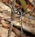 Libellula axilena