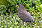 Bare-throated Tiger-Heron (46287405211).jpg