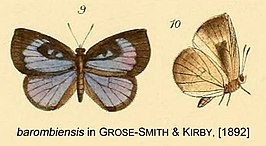 Neoepitola barombiensis