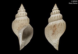 <i>Bathybela tenelluna</i> Species of gastropod