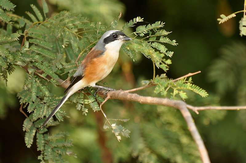 File:Bb Shrike DSC 6667.jpg