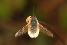 Bee Fly - Systoechus candidulus, Babcock-Webb Wildlife Management Area, Punta Gorda, Florida.jpg