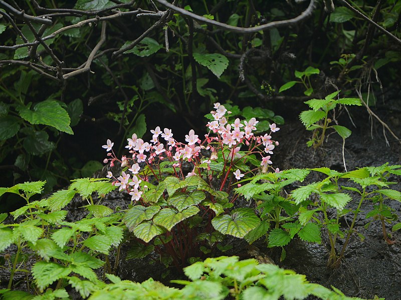 File:Begonia crenata (6026367018).jpg