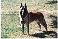 Male Malinois