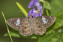 Berger's black sprite (Celaenorrhinus plagiatus) Ankasa.jpg