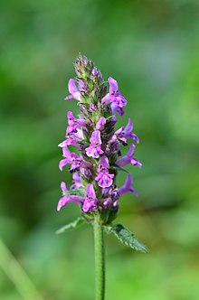 Betonica officinalis (7775493816) .jpg