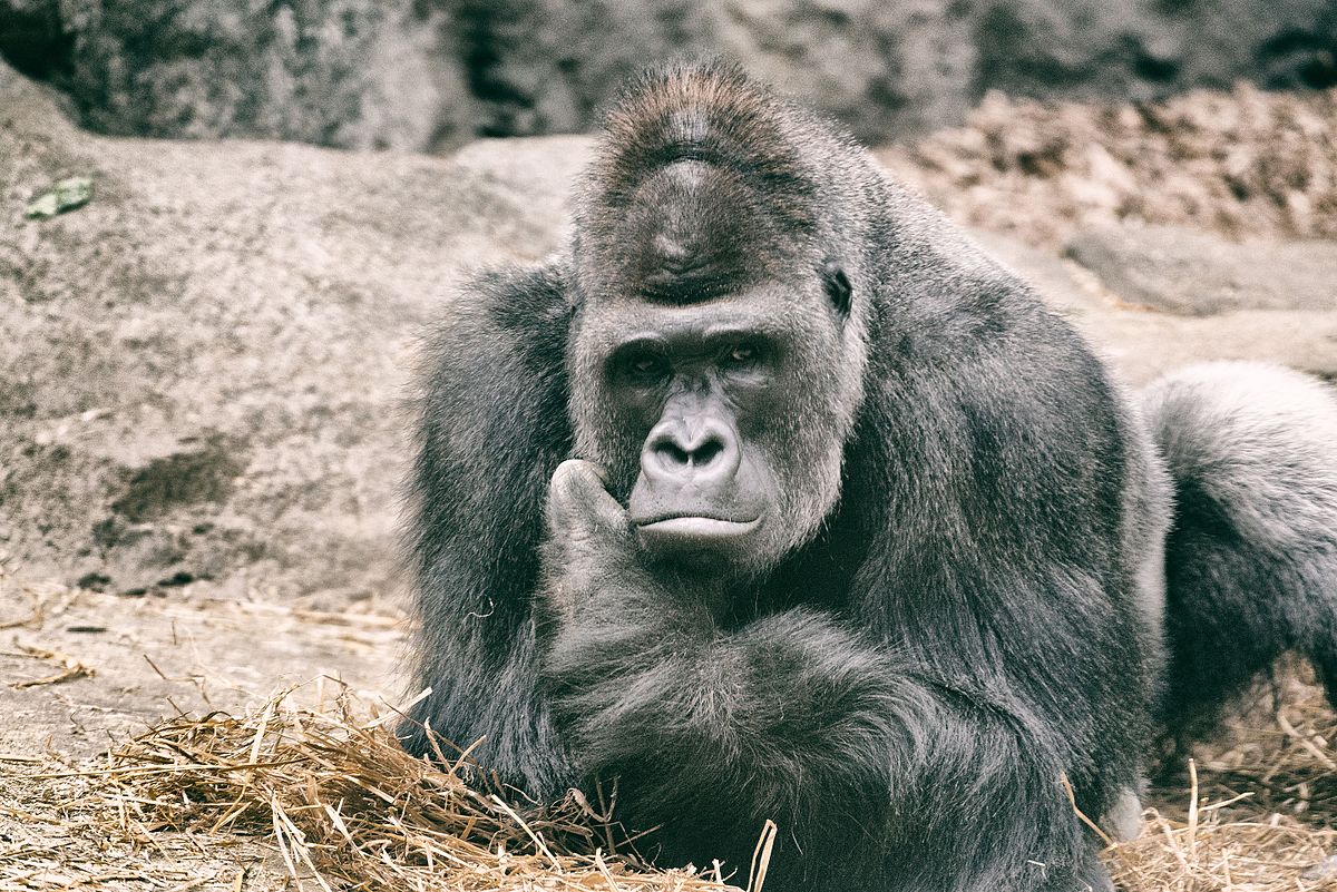 Realistic Angry Gorilla - ZBrushCentral | Gorilla, Gorilla tattoo, Gorilla  video