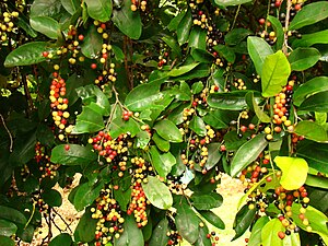 Blätter und Früchte von Antidesma bunius