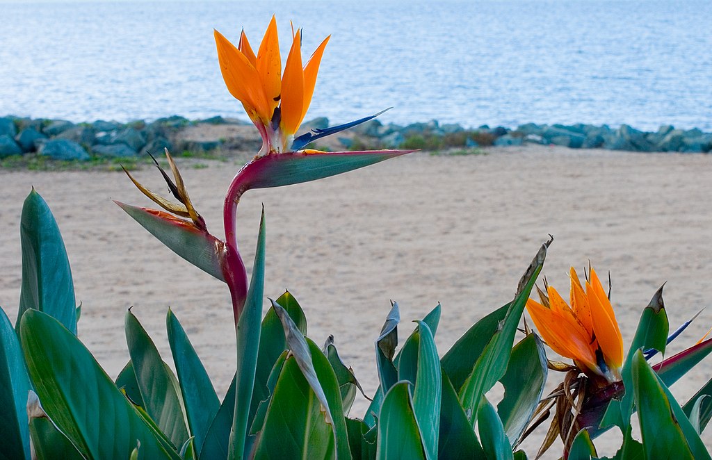 Bird of Paradise by the Sea-3+ (192447990)