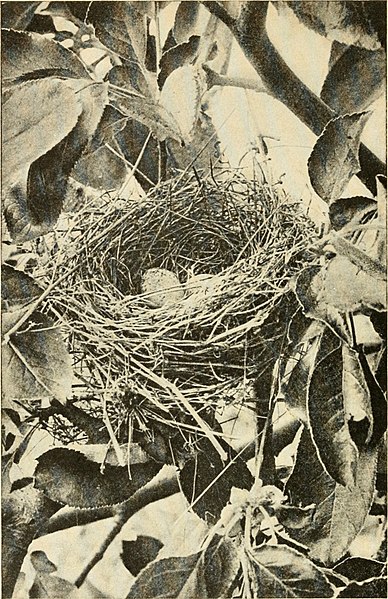 File:Birds that every child should know (1907) (20376832032).jpg