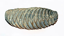 Fossilized shell of the Triassic-modern marine bivalve Lopha Bivalvia - Lopha sp.JPG