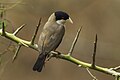 Black-capped Social-Weaver - Samburu - Kenya S4E5139 (22836895922).jpg