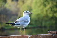 Black-headed Gull PT.jpg