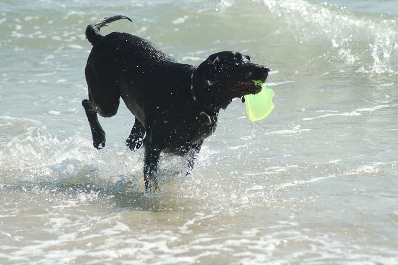 File:Black Labrador Retriever retrieving.jpg