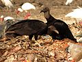 Black Vulture - Flickr - treegrow (1).jpg