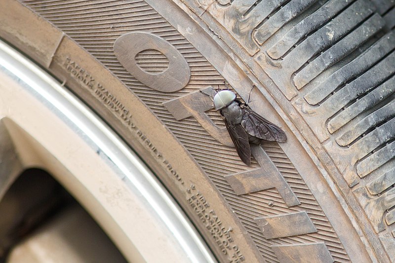 File:Black horsefly (28691636426).jpg