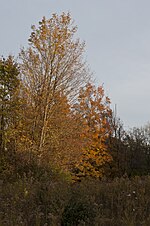 Thumbnail for File:Blacklick Woods-Leaning Maples in Fall 1.jpg