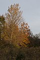 * Nomination Leaning Maples in Fall -- Sixflashphoto 02:37, 25 October 2017 (UTC) * Promotion What a beautiful autumn mood. Good quality. -- Johann Jaritz 02:59, 25 October 2017 (UTC)
