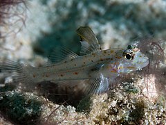 Fusigobius melacron