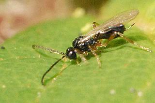 Blacini tribe of insects