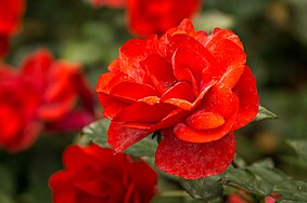 English: Rose in Kalamegdan park in Blegrade, near Monument of Gratitude to France. Polski: Róża w parku Kalamegdan w Belgradzie, w pobliżu Pomnika wdzięczności Francji.