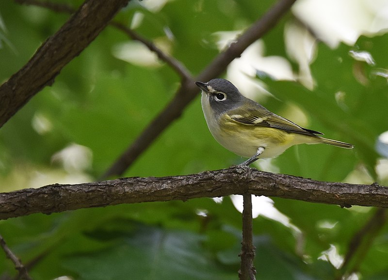 File:Blue-headed Vireo (45036886421).jpg