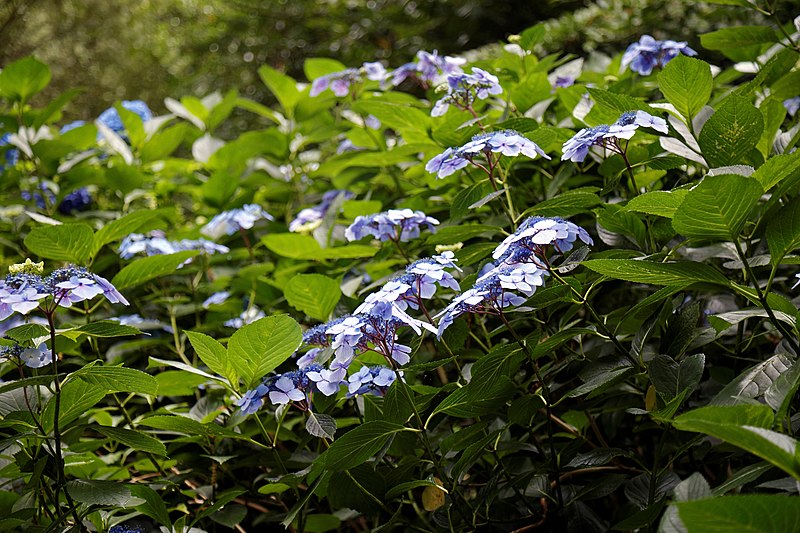 File:Blue hydrangea in the Woodland Garden at Goodnestone Park Kent England 3.jpg