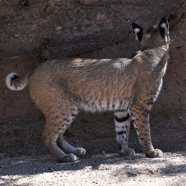 File:Bobcat hunting.jpg