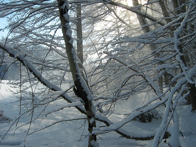 File:Boitzenburger-Wald-Winter-17-02-2009-16.jpg