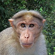 Bonnet macaque (Macaca radiata) head.jpg