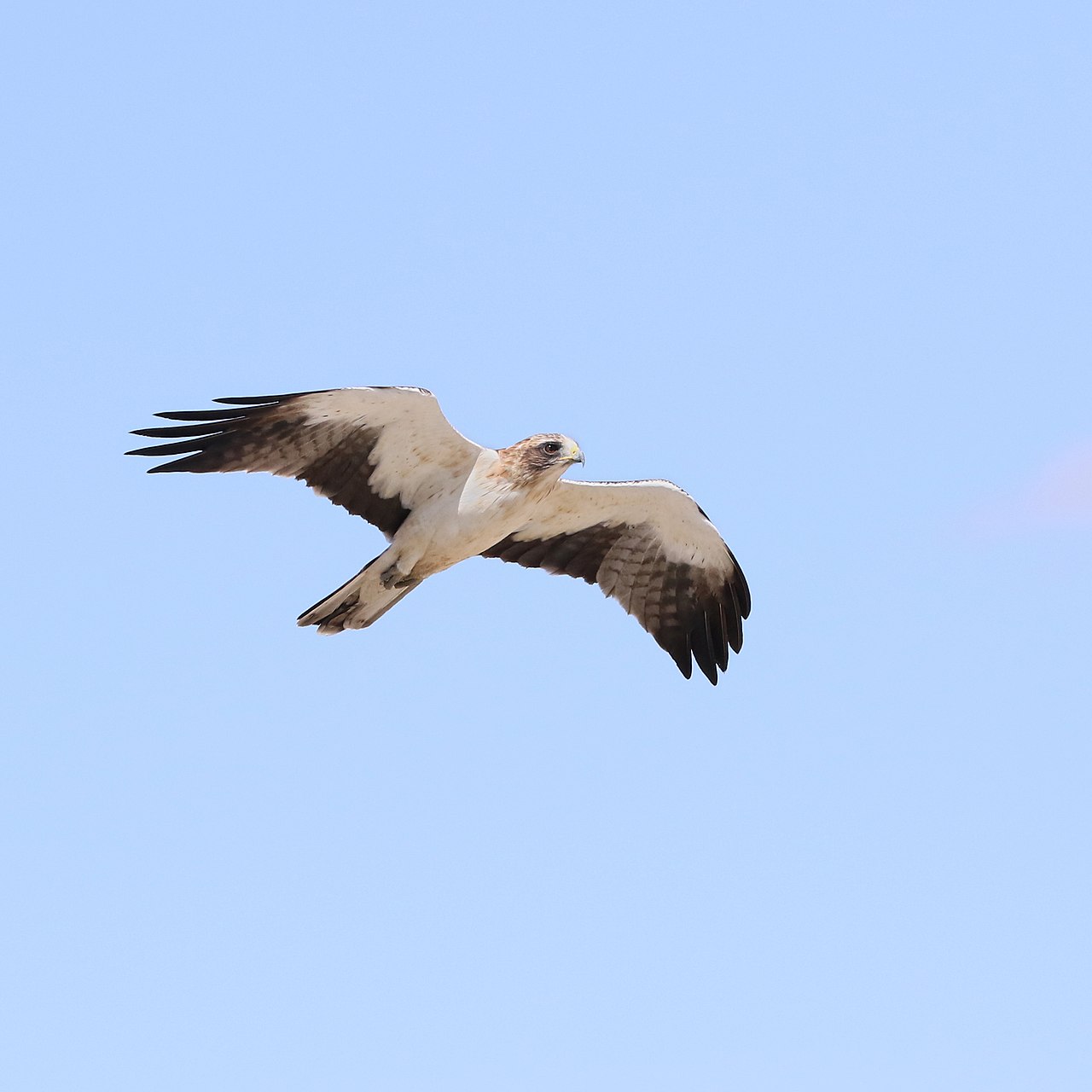 Booted Eagle (Hieraaetus pennatus) in flight