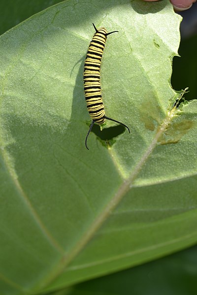 File:Borboleta, ordem Lepidoptera, grupo Rhopalocera, na fase lagarta, entre as folhas do saco-de-bode ou algodão-de-seda.DSC 0094.jpg