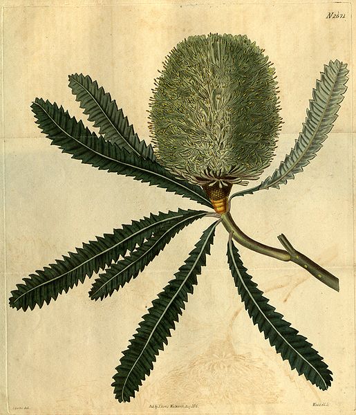 File:Botanical Magazine 2671 Banksia aemula.jpeg