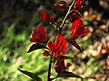 Bougainvillea glabra