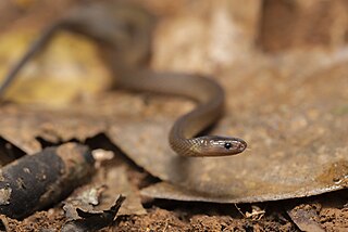 <i>Achalinus rufescens</i> Species of snake