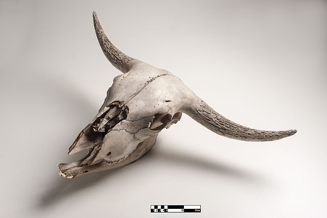 Bovine skull