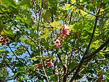 Brachychiton discolor, con flores en Rosario, Argentina