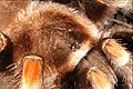 Brachypelma smithi