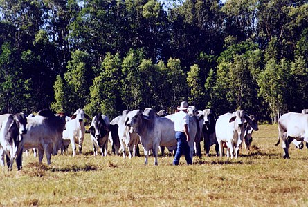 Bulls in a paddock, Northern Territory, Australia