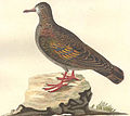 Bronze-winged Pigeon.jpg