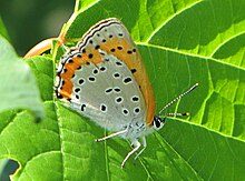 Bronze Kupfer, Petrie Island.jpg