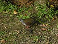 Bronze Ground-Dove (2876397504).jpg